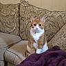 cat, orange_cat, white_fur, pet, animal, portrait, sitting, indoors, couch, sofa, blanket, purple_blanket, cushions, living_room, collar, tag, whiskers, ears, front_facing, home_decor