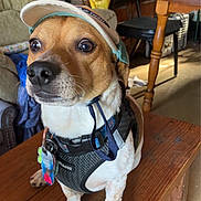 Jeffrey is registered to the contest to win money with this photo: alert, animal, brown_and_white, cap, chair, collar, curious, dog, domestic, floor, furniture, harness, household, indoor, jacket, pet, small_dog, table_leg, tag, wooden_table