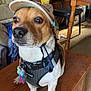 alert, animal, brown_and_white, cap, chair, collar, curious, dog, domestic, floor, furniture, harness, household, indoor, jacket, pet, small_dog, table_leg, tag, wooden_table