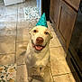 appliance, brown_nose, cabinet, canine, celebration, dog, domestic, door, floor, happy, indoor, kitchen, looking_up, mat, party_hat, pet, smiling, tail, tile_floor, white_fur