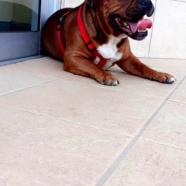 Bibou a rejoint le concours — aidez-le/la à gagner de superbes lots ! accessories, animal, belt, bostonbull, boxer, bulldog, canine, dog, door, frenchbulldog, harness, hound, leash, pet, pitbull, pug, puppy, strap, text, tile