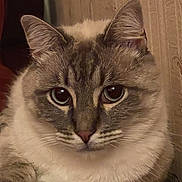 Nougat participe au concours pour gagner de l'argent avec cette photo : cat, close_up, fluffy, feline, whiskers, ears, eyes, fur, pet, animal, mammal, indoor, portrait, cute, domestic_cat, looking_at_camera, face, relaxed, soft, tabby