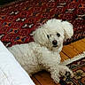 animal, companion, cozy, curious, curly_fur, cute, dog, domestic, floor, fur, home, indoor, laying_down, looking, patterned_rug, pet, relaxed, rug, white_dog, wooden_floor