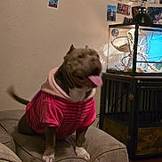 Bentley is registered to the contest to win money with this photo: animal, brown_dog, chair, cozy, cushion, dog, domestic, fish_tank, furniture, happy, hoodie, indoor, living_room, pet, photo_wall, pink_clothing, tail_wagging, tongue_out, wall, wooden_floor