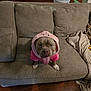 Bentley is registered to the contest to win money with this photo: animal, beige_couch, blanket, canine, casual, couch, cozy, cute, dog, fur, happy, home, hoodie, indoor, living_room, pet, pink_clothing, seated, tongue_out, wood_floor