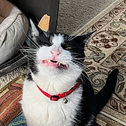 George is registered to the contest to win money with this photo: cat, black_and_white, pet_collar, bell, whiskers, teeth, mouth_open, indoor, rug, carpet, furniture, pet_bed, funny_face, animal, domestic_cat, cute, feline, close_up, sitting, expression