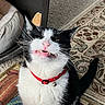 cat, black_and_white, pet_collar, bell, whiskers, teeth, mouth_open, indoor, rug, carpet, furniture, pet_bed, funny_face, animal, domestic_cat, cute, feline, close_up, sitting, expression