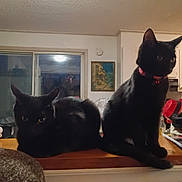 The Twins is registered to the contest to win money with this photo: cat, cats, black_cat, indoor, countertop, collar, bell, window, painting, kitchen, furniture, pet, animal, sitting, loaf, eyes, whiskers, night, low_light, cozy