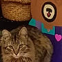 cat, tabby_cat, pet, indoor, loaf, fur, whiskers, gaze, woven_basket, toy, craft, googly_eyes, heart_shape, purple_background, closeup, portrait, cozy, furniture, striped, playful