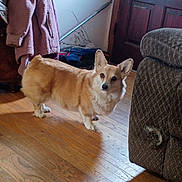 Roxie is registered to the contest to win money with this photo: corgi, dog, pet, hardwood_floor, wooden_floor, living_room, couch, armchair, coat, jacket, front_door, floorboards, ears, paws, fur, gaze, standing, shadow, clothing_pile, walking_stick