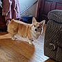 corgi, dog, pet, hardwood_floor, wooden_floor, living_room, couch, armchair, coat, jacket, front_door, floorboards, ears, paws, fur, gaze, standing, shadow, clothing_pile, walking_stick