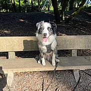 Luffy participe au concours pour gagner de l'argent avec cette photo : accessories, animal, bench, canine, dog, furniture, grass, land, leash, nature, outdoors, park, pet, plant, puppy, soil, strap, tree, vegetation, woodland