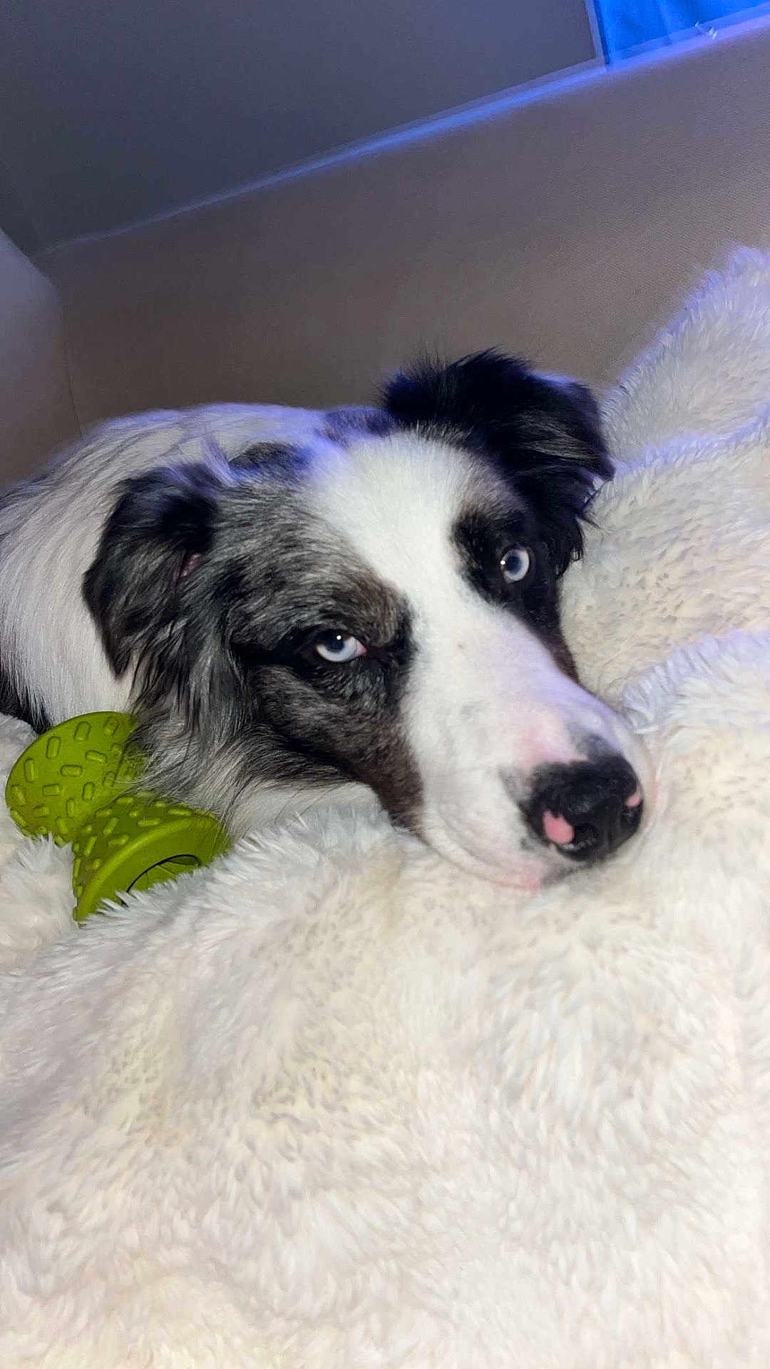 Luffy a rejoint le concours — aidez-le/la à gagner de superbes lots ! animal, ball, blanket, canine, collie, dog, green, herbal, herbs, hound, husky, leaf, person, pet, plant, puppy, sleeping, sport, tennis, tennisball