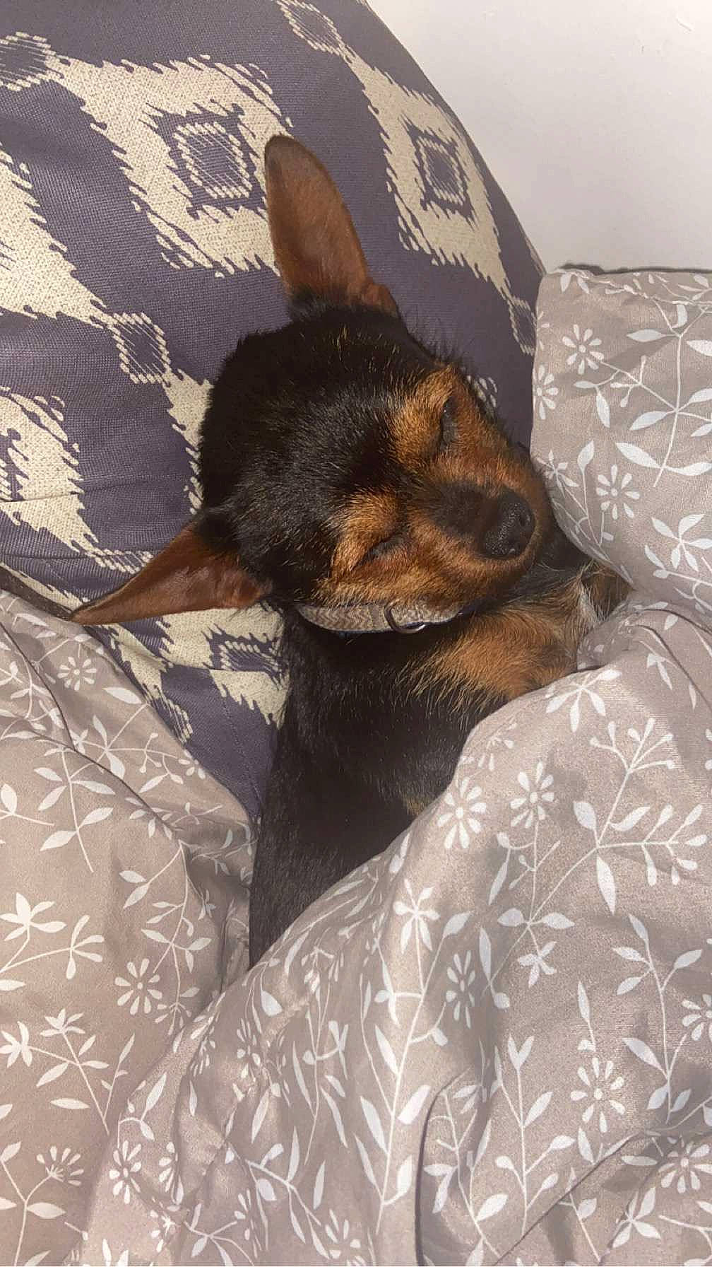 Poppy participe au concours pour gagner de l'argent avec cette photo : bed, bedding, brown, canidae, carnivore, comfort, companion_dog, dog, dog_breed, fawn, felidae, fur, linens, nap, pinscher, small_to_medium_sized_cats, snout, sporting_group, toy_dog, whiskers