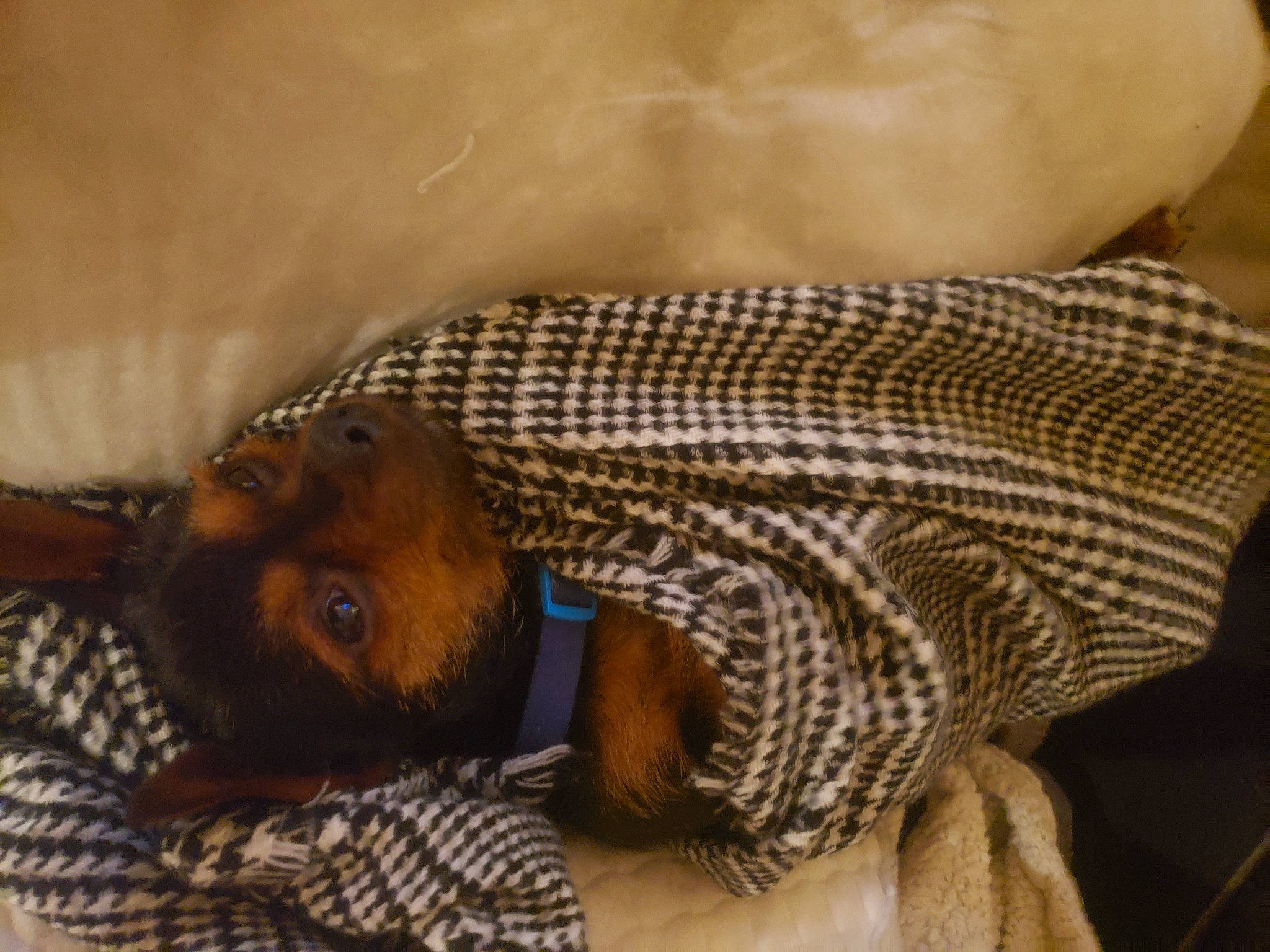 Poppy a rejoint le concours — aidez-le/la à gagner de superbes lots ! bed_sheet, bedding, brown, carnivore, comfort, companion_dog, dog, dog_breed, fawn, fur, linens, liver, nap, pattern, pet_supply, snout, terrestrial_animal, toy_dog, wood, working_animal