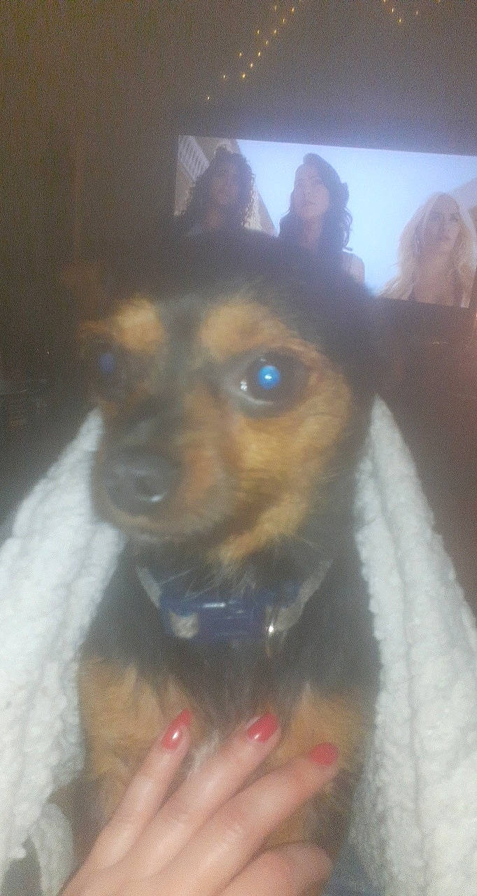 Poppy participe au concours pour gagner de l'argent avec cette photo : canidae, carnivore, collar, companion_dog, dog, dog_breed, dog_collar, ear, fawn, fun, fur, guard_dog, smile, snout, sporting_group, toy_dog, whiskers, working_animal, working_dog