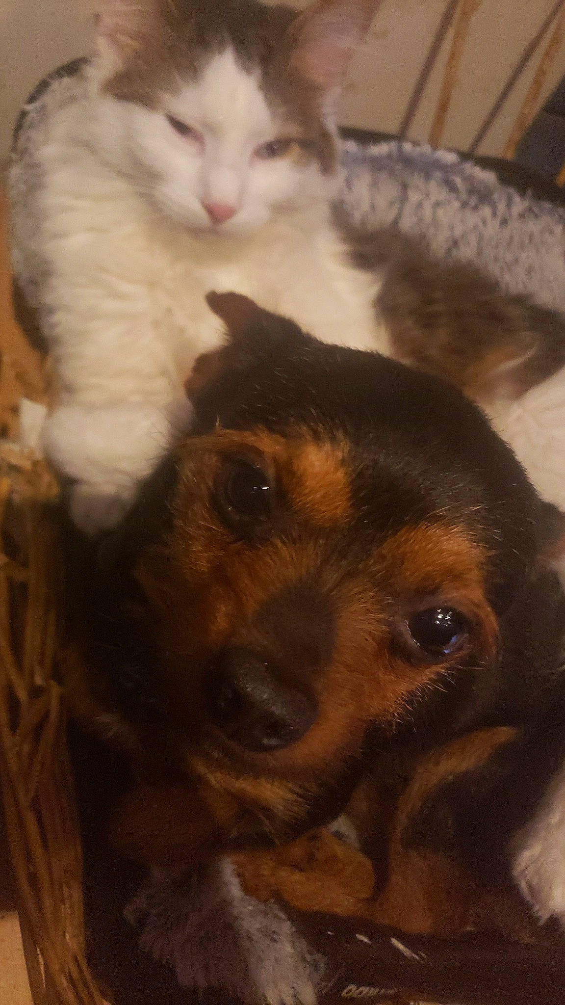 Poppy participe au concours pour gagner de l'argent avec cette photo : canidae, carnivore, cat, comfort, companion_dog, dog, dog_breed, domestic_short_haired_cat, ear, fawn, felidae, fur, paw, small_to_medium_sized_cats, snout, sporting_group, tail, toy_dog, whiskers, working_animal