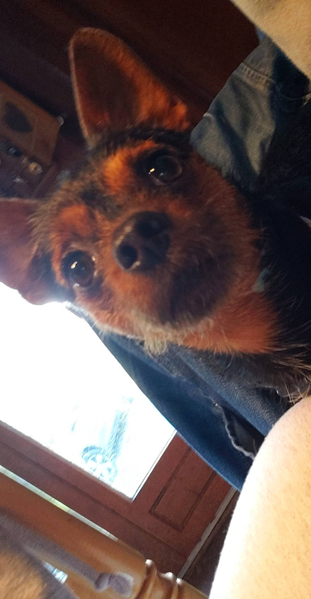 Poppy a rejoint le concours — aidez-le/la à gagner de superbes lots ! canidae, carnivore, comfort, companion_dog, dog, dog_breed, ear, fawn, fur, paw, snout, sporting_group, toy_dog, whiskers, working_animal, working_dog