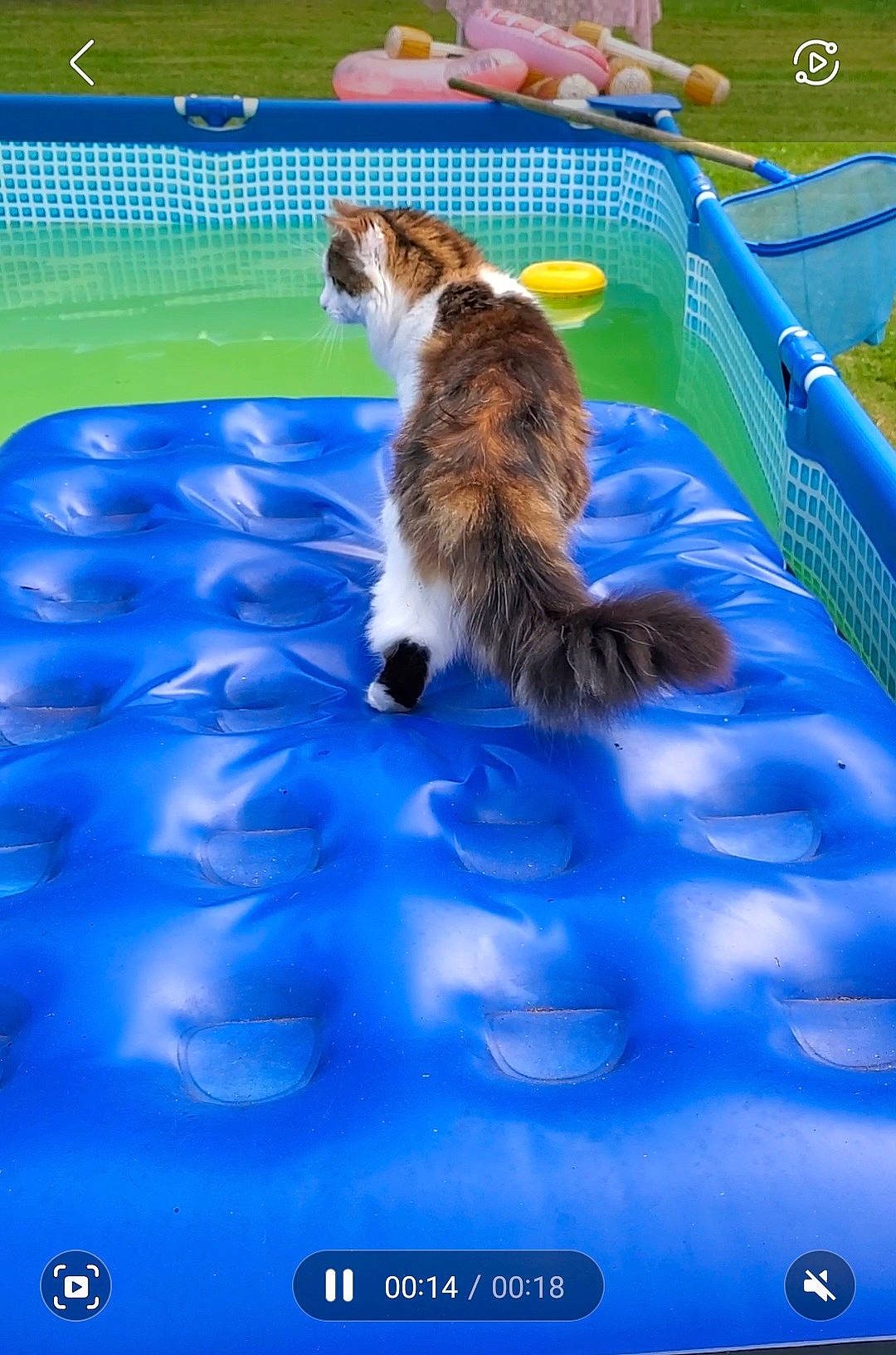 Chuk a rejoint le concours — aidez-le/la à gagner de superbes lots ! canidae, carnivore, collie, companion_dog, dog, dog_breed, dog_sports, electric_blue, fun, grass, herding_dog, leisure, play, recreation, shetland_sheepdog, sporting_group, tail, vertebrate, water, working_dog