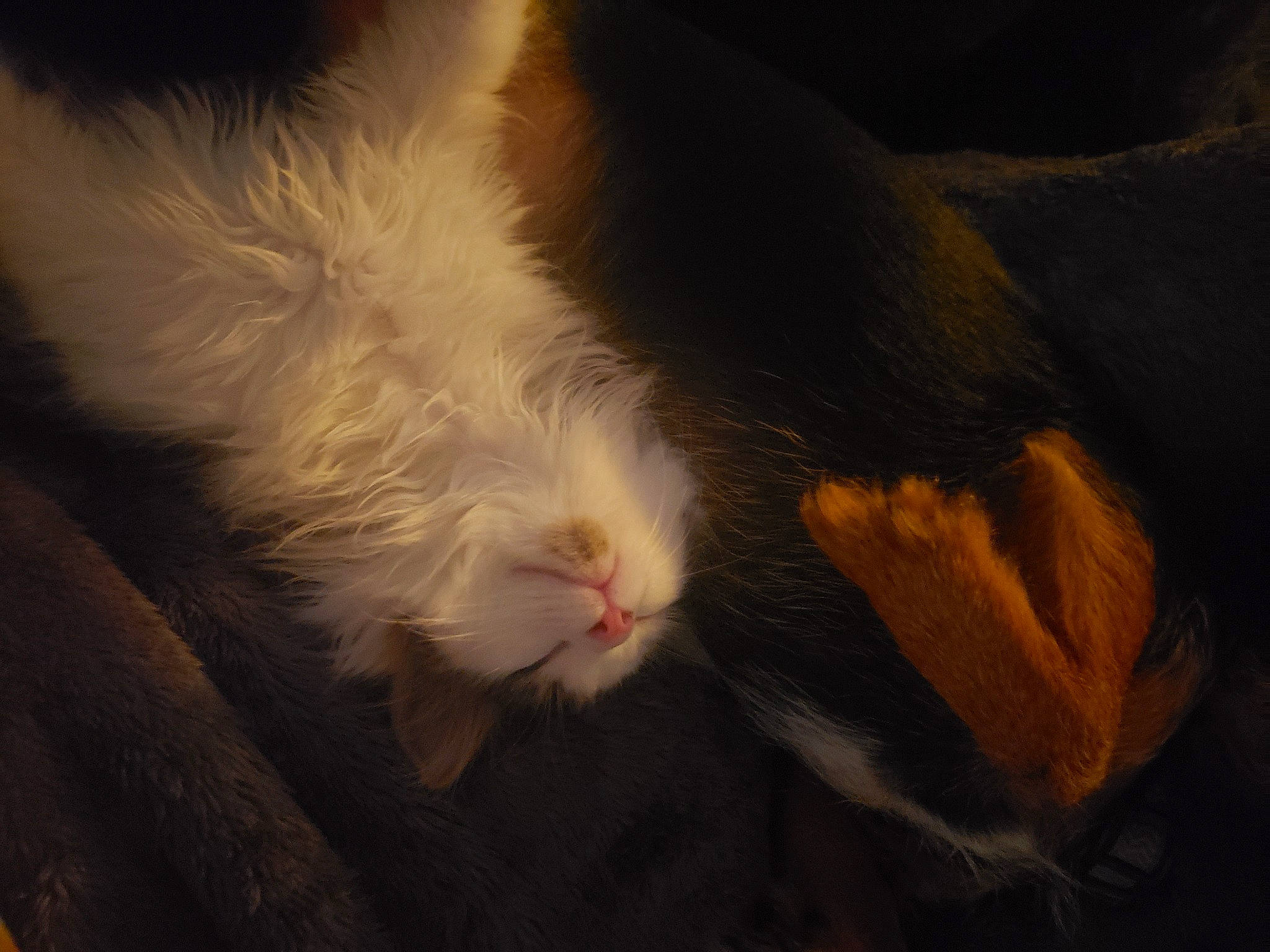 Chuk a rejoint le concours — aidez-le/la à gagner de superbes lots ! claw, cockatiel, corn_on_the_cob, darkness, felidae, foot, fur, gesture, paw, small_to_medium_sized_cats, tail, terrestrial_animal, whiskers