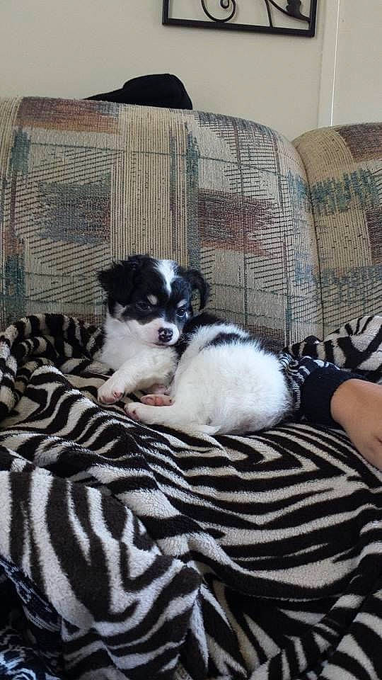 Jaxs is registered to the contest to win money with this photo: bedding, canidae, carnivore, comfort, companion_dog, couch, dog, dog_breed, duvet, felidae, fur, grey, linens, pattern, pillow, room, small_to_medium_sized_cats, sporting_group, toy_dog, working_animal