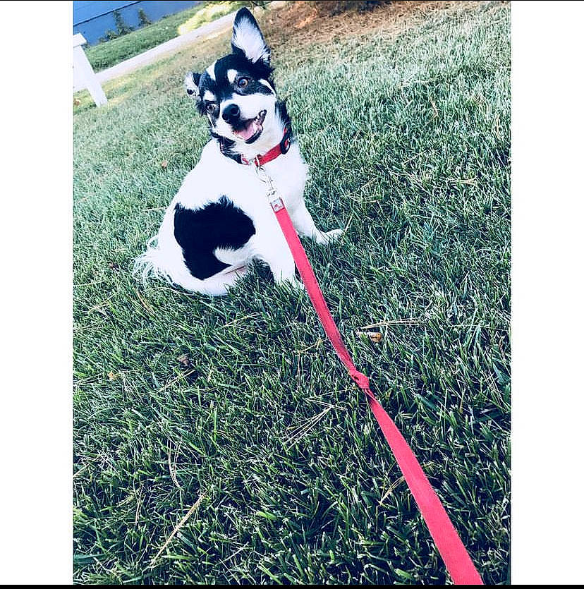 Jaxs is registered to the contest to win money with this photo: carmine, carnivore, collar, companion_dog, dog, dog_breed, dog_collar, dog_supply, grass, green, happy, lawn, leash, line, plant, recreation, rectangle, sporting_group, square, tail