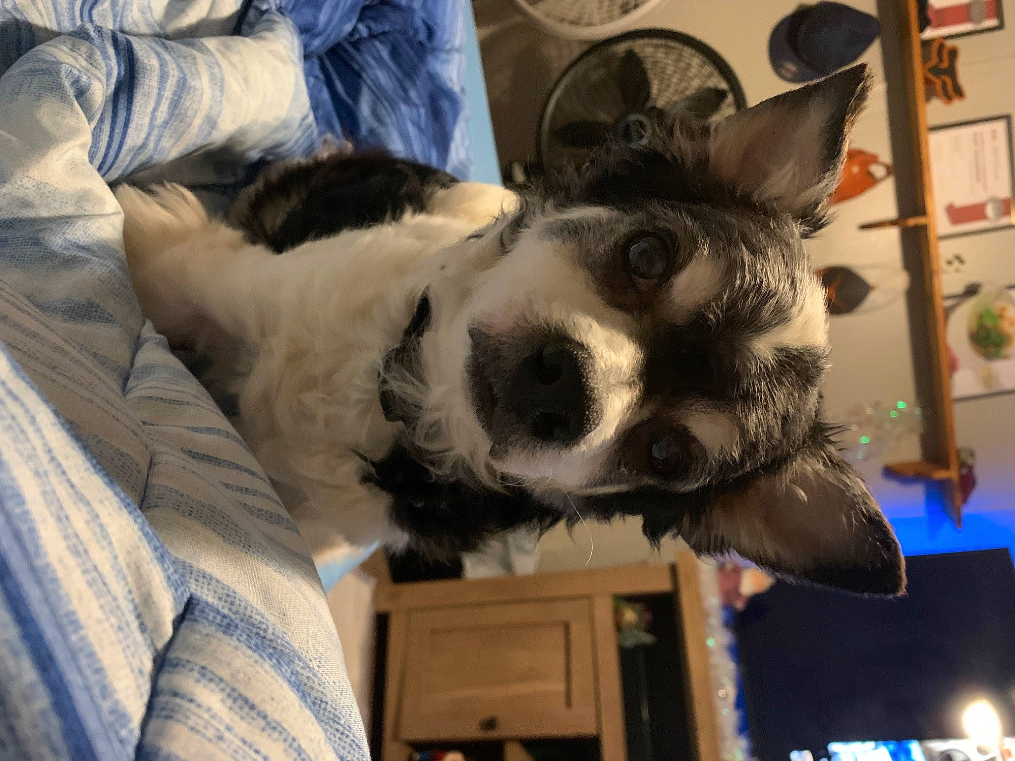 Jaxs is registered to the contest to win money with this photo: canidae, carnivore, comfort, companion_dog, dog, dog_breed, ear, event, felidae, fun, fur, non_sporting_group, picture_frame, snout, sporting_group, tree, whiskers, working_animal