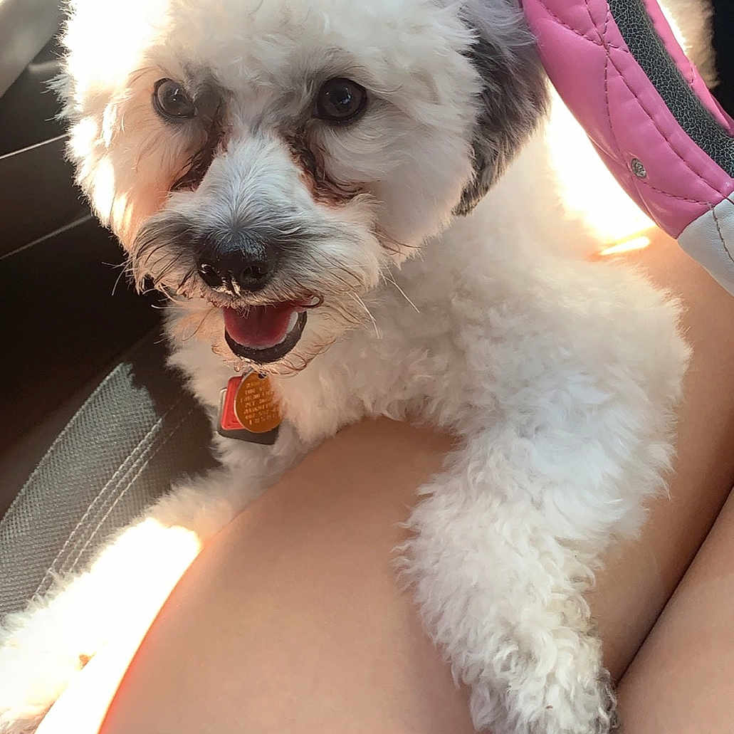 Mallow is registered to the contest to win money with this photo: bichon, bichon_frise, bolognese, canidae, carnivore, companion_dog, dog, dog_breed, maltepoo, maltese, mammal, miniature_poodle, nose, poodle, poodle_crossbreed, puppy, puppy_love, schnoodle, snout, toy_poodle