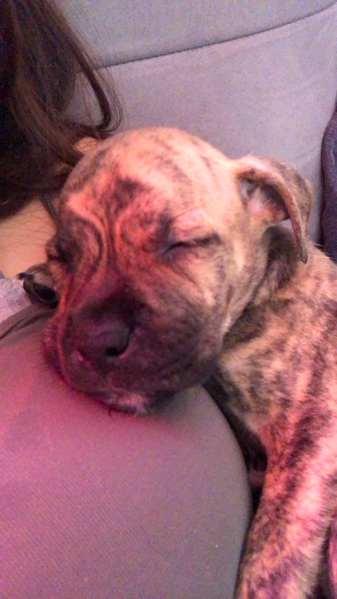 Lewis participe au concours pour gagner de l'argent avec cette photo : boxer, canidae, carnivore, companion_dog, dog, dog_breed, ear, fawn, flesh, fur, liver, non_sporting_group, snout, sporting_group, terrestrial_animal, whiskers, working_dog, wrinkle