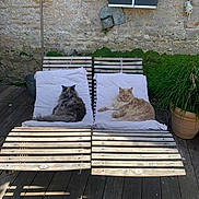 Thor Una à Gauche participe au concours pour gagner de l'argent avec cette photo : cat, feline, animal, pet, lounging, wooden_chair, cushion, outdoor, sunlight, stone_wall, plant, potted_plant, relaxing, fur, two_animals, shadows, wooden_floor, nature, quiet, peaceful