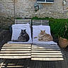 cat, feline, animal, pet, lounging, wooden_chair, cushion, outdoor, sunlight, stone_wall, plant, potted_plant, relaxing, fur, two_animals, shadows, wooden_floor, nature, quiet, peaceful