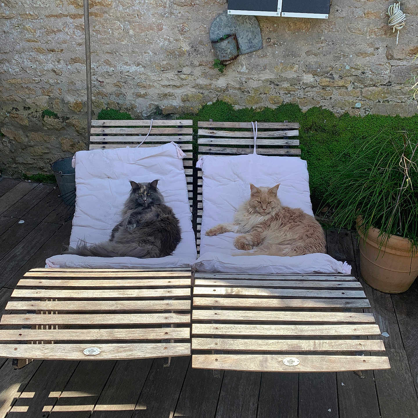 Thor Una à Gauche participe au concours pour gagner de l'argent avec cette photo : cat, feline, animal, pet, lounging, wooden_chair, cushion, outdoor, sunlight, stone_wall, plant, potted_plant, relaxing, fur, two_animals, shadows, wooden_floor, nature, quiet, peaceful