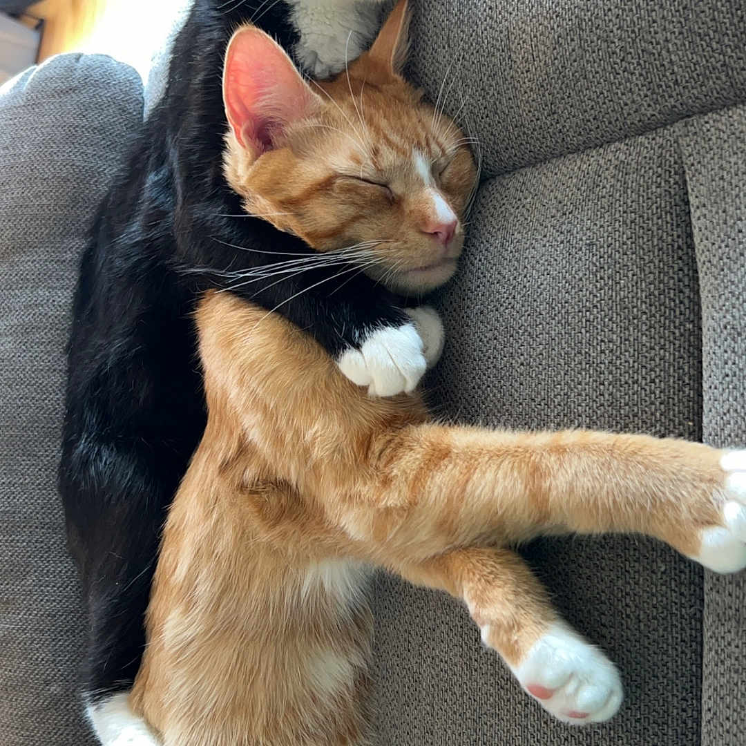 Chama Jettas joined the competition — help win amazing prizes! abyssinian, animal, architecture, armchair, building, cat, chair, couch, cushion, furniture, hardwood, homedecor, indoors, interiordesign, kitten, livingroom, manx, pet, room, wood