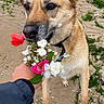 animal_portrait, black_nose, bouquet, brown_eyes, canine, close_up, collar, dog, flowers, garden, human_hand, moss, outdoor, pink_flower, pointed_ears, rose, standing, stone_path, tan_fur, white_flowers