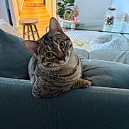 Albert participe au concours pour gagner de l'argent avec cette photo : cat, tabby, couch, indoor, living_room, plant, wooden_stool, glass_table, jar, home_decor, curious, pet, furniture, cozy, coated_fur, animal, domestic, relaxed, head_tilt, soft_light
