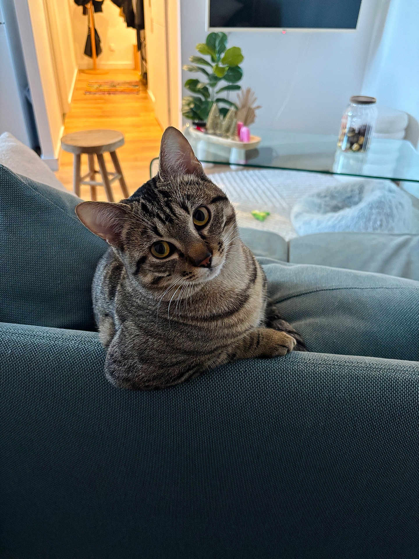 Albert participe au concours pour gagner de l'argent avec cette photo : cat, tabby, couch, indoor, living_room, plant, wooden_stool, glass_table, jar, home_decor, curious, pet, furniture, cozy, coated_fur, animal, domestic, relaxed, head_tilt, soft_light