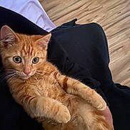 Goldie is registered to the contest to win money with this photo: cat, kitten, orange_tabby, pet, animal, fur, whiskers, indoor, floor, wooden_floor, bed_sheet, lap, relaxing, cute, young_animal, feline, domestic_animal, curious, close_up, resting