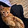 Goldie