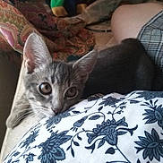 Gizmo is registered to the contest to win money with this photo: cat, kitten, gray_tabby, couch, fabric, floral_pattern, curious, indoor, pet, animal, whiskers, ears, eyes, person, plaid_skirt, cushion, relaxing, home, window_light, closeup