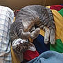 cat, tabby_cat, pet, animal, fur, whiskers, bed, blanket, quilt, colorful, cozy, indoor, resting, cute, curious, paws, ears, sleepy, relaxed, feline