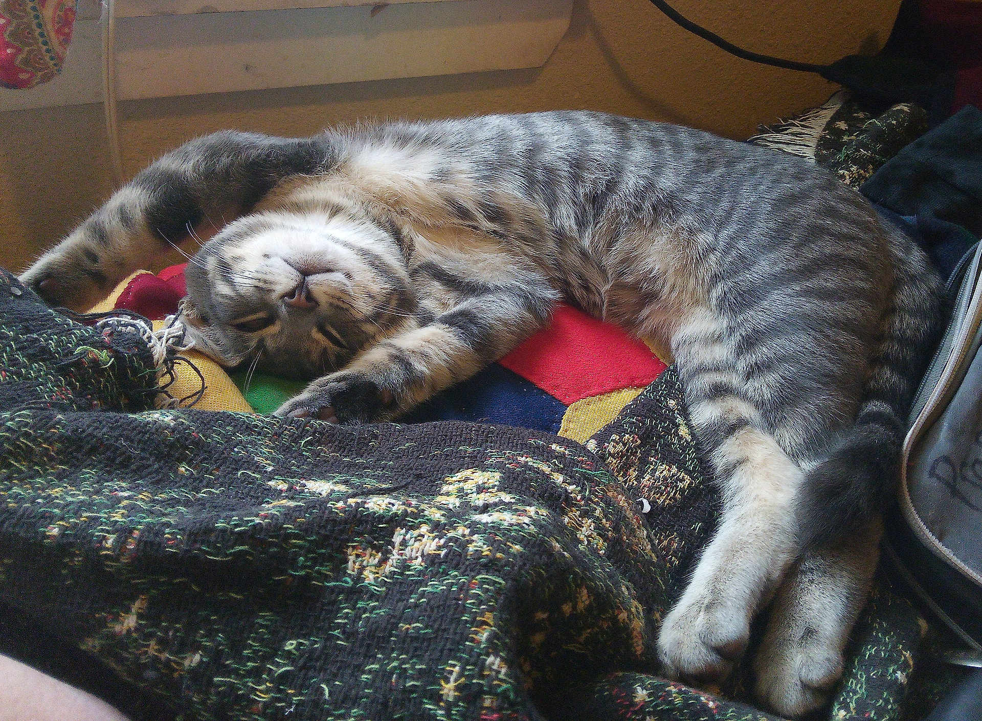 Gizmo joined the competition — help win amazing prizes! cat, tabby, sleeping, paw, fur, striped, cozy, blanket, quilt, fabric, indoor, relaxed, pet, animal, resting, cute, mammal, fur_pattern, whiskers, domestic_cat