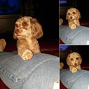 Bella is registered to the contest to win money with this photo: dog, pet, small_dog, fluffy, bow, ears, paw, denim, jeans, leg, indoor, dim_lighting, couch, relaxed, curious, brown_eyes, fur, companion, animal, cozy