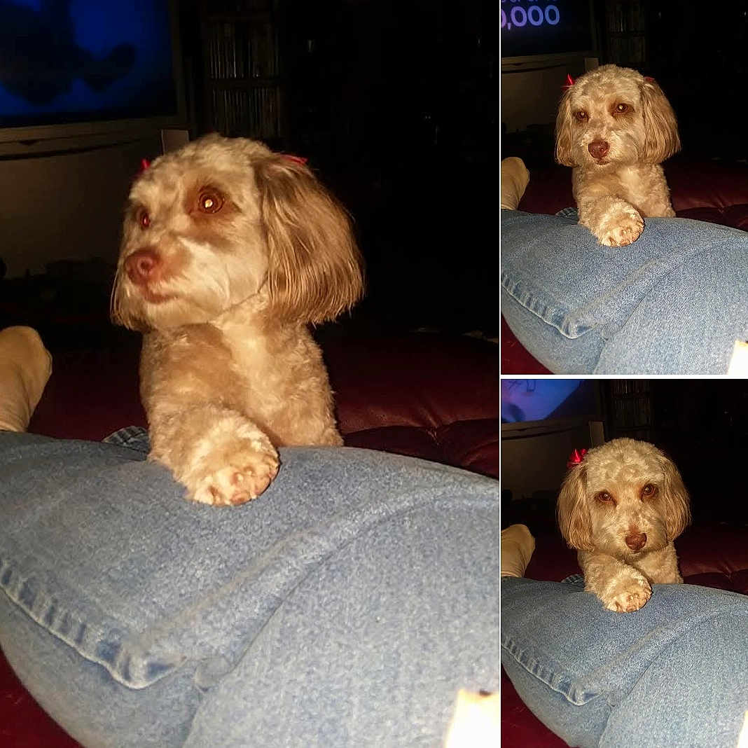 Bella is registered to the contest to win money with this photo: dog, pet, small_dog, fluffy, bow, ears, paw, denim, jeans, leg, indoor, dim_lighting, couch, relaxed, curious, brown_eyes, fur, companion, animal, cozy