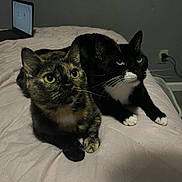 Mocha And Boy is registered to the contest to win money with this photo: animal_pair, bed, black_fur, brown_fur, cat, closeup, cozy, curious, domestic_cat, fur, home, indoor, lying_down, pets, pink_bedspread, tortoiseshell_cat, tuxedo_cat, two_animals, whiskers, yellow_eyes