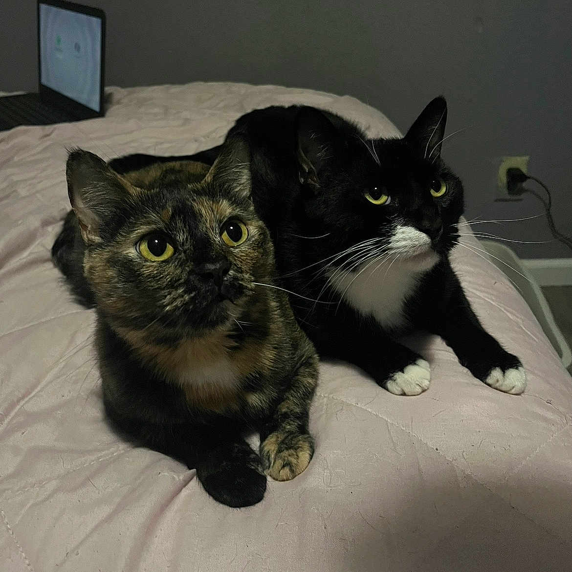 Mocha And Boy is registered to the contest to win money with this photo: animal_pair, bed, black_fur, brown_fur, cat, closeup, cozy, curious, domestic_cat, fur, home, indoor, lying_down, pets, pink_bedspread, tortoiseshell_cat, tuxedo_cat, two_animals, whiskers, yellow_eyes