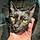 Meow Meow