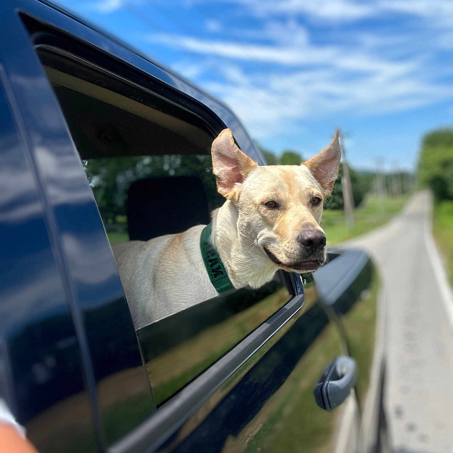 Nash is registered to the contest to win money with this photo: alloywheel, animal, canine, car, car_exterior, carmirror, carwheel, dog, fun, hound, labradorretriever, machine, person, pet, puppy, roadtrip, spoke, transportation, vacation, vehicle