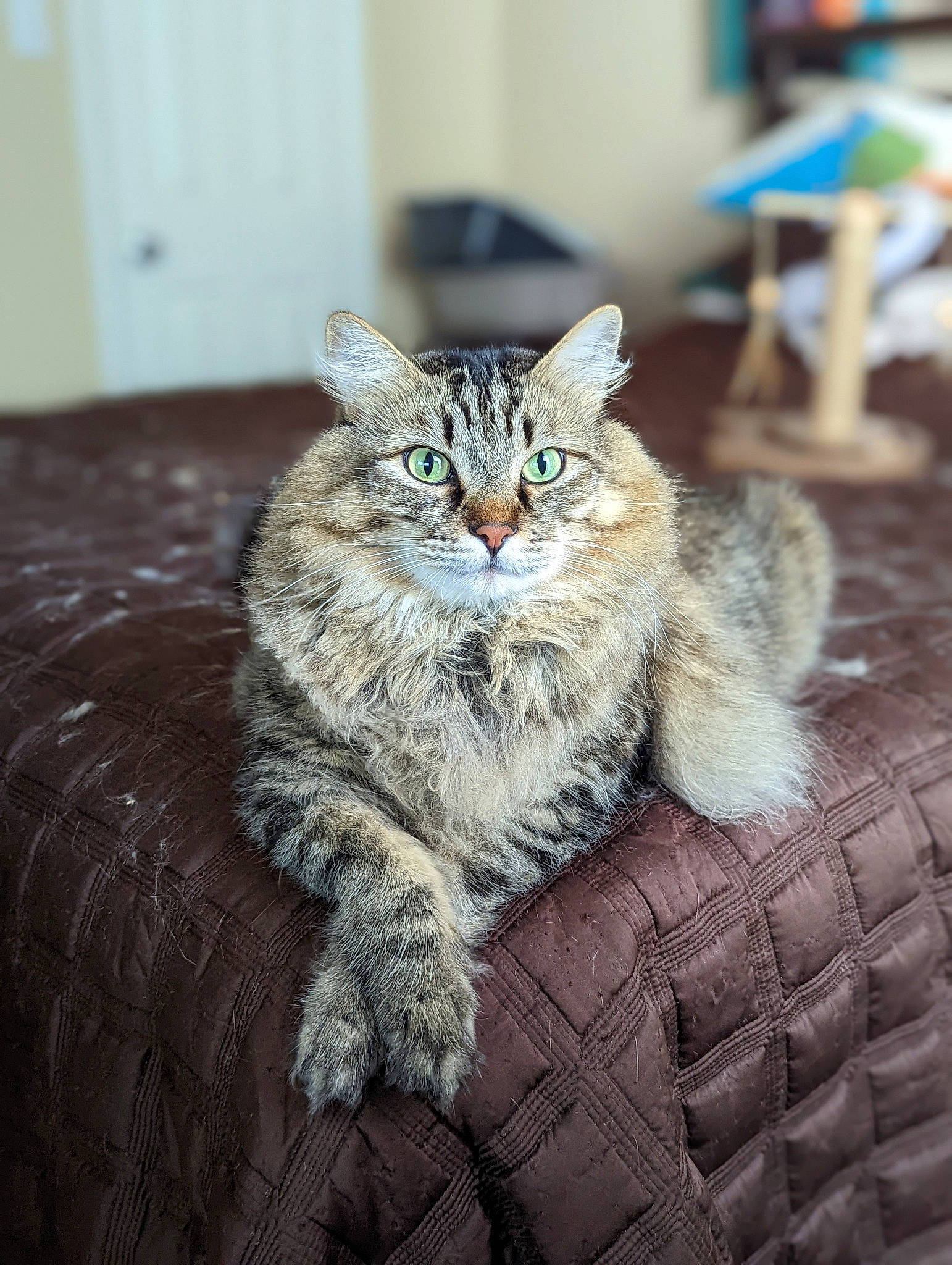 Wasabi is registered to the contest to win money with this photo: art, carnivore, cat, claw, domestic_short_haired_cat, door, eye, felidae, flooring, fur, grey, hardwood, small_to_medium_sized_cats, snout, tail, terrestrial_animal, whiskers, wildlife, window, wood