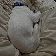 Poppi joined the competition — help win amazing prizes! animal, bed, blanket, collar, comfort, cozy, curled_up, cute, dog, domestic_animal, fur, indoors, napping, pet, quiet, relaxed, resting, sleeping, soft, white_fur