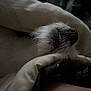 Poppi is registered to the contest to win money with this photo: animal, blanket, close_up, comfort, cozy, cute, dark, dog, fur, indoor, napping, pet, relaxed, resting, sleeping, snout, soft, teeth, warm, whiskers